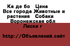 Ка де бо › Цена ­ 25 - Все города Животные и растения » Собаки   . Воронежская обл.,Лиски г.